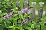Butterfly Bush - 24