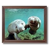 IMAGE OF Pair Of Manatee Ocean Sea Life Whale Animal Picture Framed Art Print