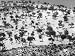 Extent of Olive Trees Photographic Poster Print by Vincenzo Balocchi, 16x12
