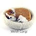 Welsh Corgi Puppy - Pet Mate / Nap Breathing Life Like Sleeping Dog in Bed