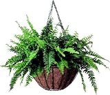 Cobraco #HGB-12W 12 White Hang Basket