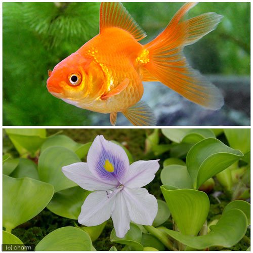 (国産金魚 ホテイ草)琉金(リュウキン)(1匹) +ホテイ草(1株)セット 本州・四国限定[生体]