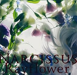 Narcissus