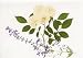 Greeting Card or Note Card - White Shrub Rose - Denotes I Am Worthy of You Greeting Card or Note Card - White Shrub Rose - Denotes I Am Worthy of You