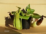 Eigenschaften   / Nepenthes truncata