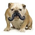 Humunga Stache