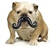 Moustache Dog Disguise