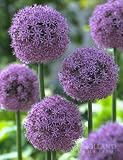 Globemaster Allium - 1 bulb