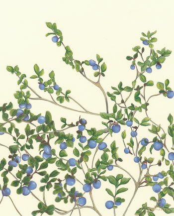 Art Needlepoint Alpine Blueberry Kit by Amy Noon Needlepoint Kit