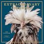 Extraordinary Chickens 2013 Wall Calendar