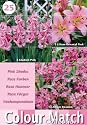 Colour Collection Summer Bulbs - Pink (Pack of 25)