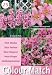 Colour Collection Summer Bulbs - Pink (Pack of 25)