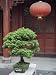 Bonsai Tree and Red Lantern and Buddhist Temple in Jingzhou, China Photographic Poster Print by David Evans, 24x32