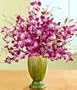 Purple Dendrobium Orchids
