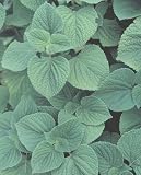 Organic Tarahumara Running 100 Seeds-ENERGY BOOST-SALE*
