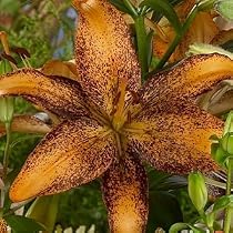Halloween Tango Lily 2 Bulbs - NEW!