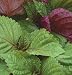 David's Non-Hybrid Herb Shiso Britton (Perilla frutescens) 100 Seeds per Packet