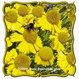 1 Lb Autumn Sneezeweed (Helenium autumnale) Bulk Wildflower Seeds