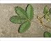 Photographic Prints of JLM-920 SENSITIVE PLANT - Open, before being touched from Ardea Wildlife Pets