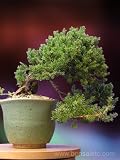 A 10 Plus Year Old Japanese Juniper Bonsai Tree
