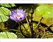 Photographic Prints of Water lily flower (Nymphaea colorata) in a pond from ClownFish Photo