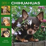 Chihuahuas 365 Days 2009 Square Wall Calendar