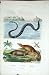 1839 H/C Natural History *227 Water Snake & Rodents