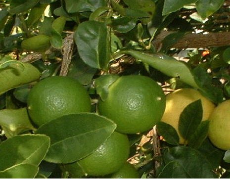 Dwarf Citrus Trees Save On Dwarf Patio Key Lime Tree Non