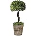 Uttermost Preserved Boxwood Tree Topiary 14 x 14 x 33
