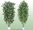 TWO 7' Artificial Trees -Ficus + Camphor with Real Wood Trunks