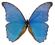 Morpho Amathonte Butterfly in a Beautiful Wood and Glass Case