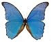 Morpho Amathonte Butterfly in a Beautiful Wood and Glass Case