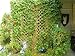 Baby Hawaiian Woodrose 50 Seeds - Argyreia nervosa
