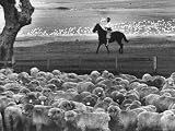 Rancher Patrolling Sheep at Symond Sheep Ranch Photographic Poster Print by Leonard Mccombe, 40x30