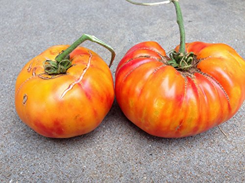 Pineapple Tomato Seeds ► Organic Heirloom Bicolor Pineapple Tomato Seeds (30+ seeds) ◄ by PowerGrow Systems Pineapple Tomato Seeds ► Organic Heirloom Bicolor Pineapple Tomato Seeds (30+ seeds) ◄ by PowerGrow Systems