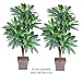 TWO 6' Bird Nest Artificial Trees with 5 Heads, with No Pot