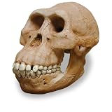 A Afarensis W Mandible