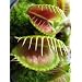 Seedeo Venus - Fliegenfalle (Dionaea muscipula) 10 Samen inkl. Anzuchtsubstrat