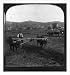 Historic Print (L): Ploughing with buffaloes on the great fertile plain of Thessaly, ...