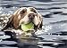 Labrador Retriever Dog Art Print Signed by Artist DJ Rogers