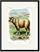 Black Framed/Matted Print 17x23, The Sheep