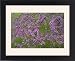 Framed Prints of CAN-3221 Redbud - Native to much of Eastern and Central U.S from Ardea Wildlife Pets