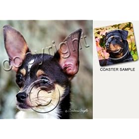 Click here to buy Chihuahua Dog Drink Coasters - Tri Color by Conversation Concepts.