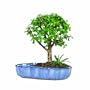 Brussel's Jade in Water Pot Bonsai
