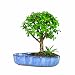 Brussel's Jade in Water Pot Bonsai