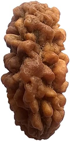 1 Mukhi Rudraksha India CERTIFIED 34.99mm | PREMIUM 3.47gms One Face Rudraksh