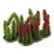 Club Moss - 3 in.