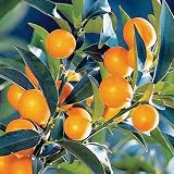 Kumquat - Kumquat 'Nagami'
