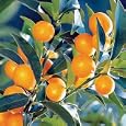 Kumquat - Kumquat 'Nagami'