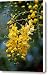 A Cluster Of Flowers Cascades Canvas Print / Canvas Art - Artist Jason Edwards